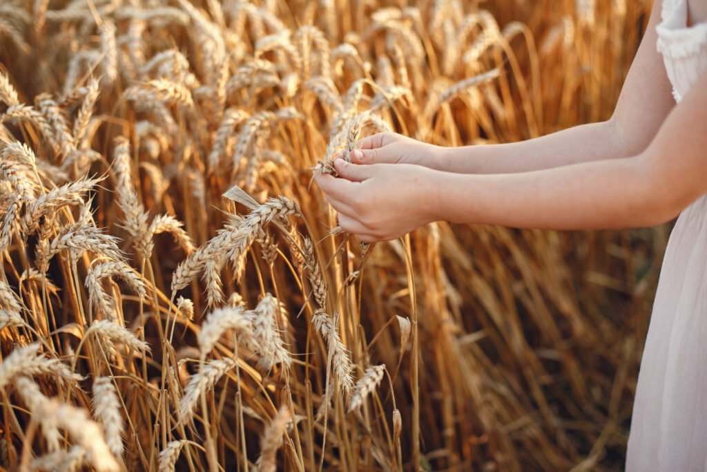 cute little girl playing in a summer wheat field